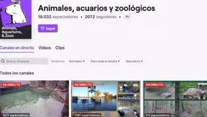 Twitch unifica los vídeos en directo de animales