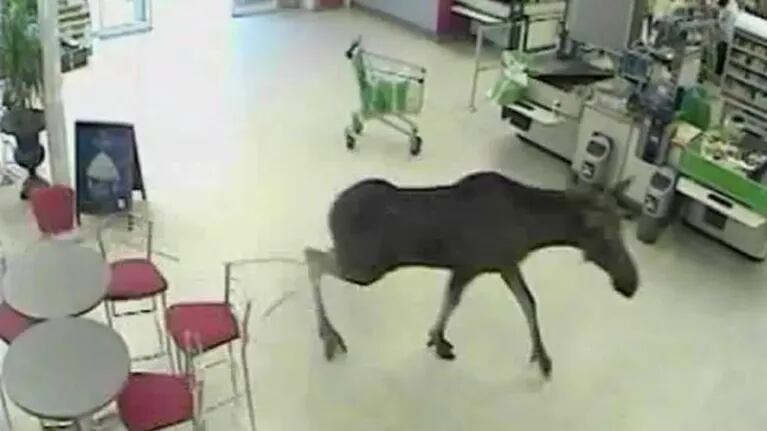 Un alce invade un supermercado
