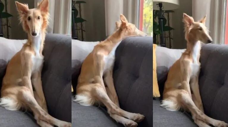 Esta perrita consigue hacer reír a su dueña con su estilo único para sentarse