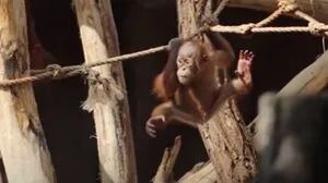 Un adorable bebé orangután ha sido fotografiado