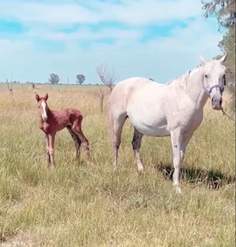 Barby Franco anunció que su yegua fue mamá y mostró al animalito recién nacido