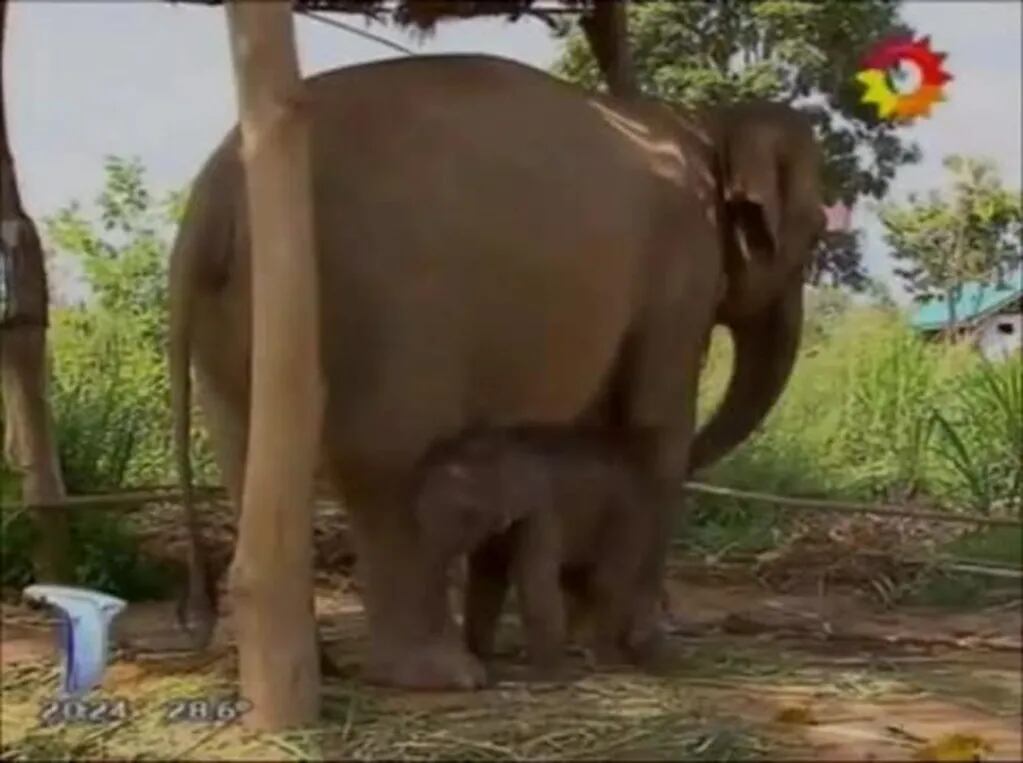 El informe de Telenoche sobre elefantes que despertó ternura y compasión