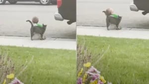 El gato de los vecinos se acerca a consolar y hacer compañía a un niño que estaba sentado solo en una acera