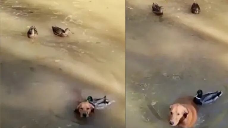 Este perro fue atacado por un pato mientras nadaba en el estanque