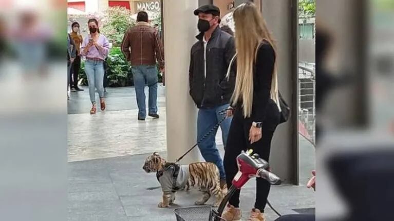 Una mujer paseó a un tigre en un centro comercial de México y encendió la polémica