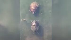 Este hombre grabó el momento en que dos tortugas parecían estar peleándose a bofetadas