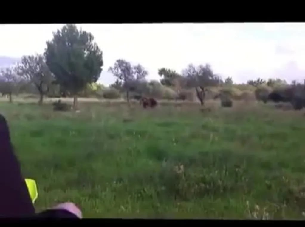 Furor en la Web: ¡el increíble video del oso que hace difíciles trucos!