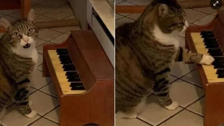Winslow: el gato que toca un minipiano para pedir comida