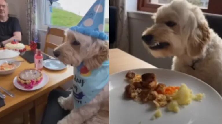 Este afortunado perro sabe que siempre hay un sitio guardado para él en la mesa junto a su familia