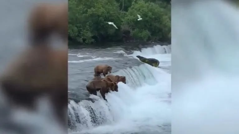 Así es como estos osos se pegan un festín cazando peces en un río de Alaska