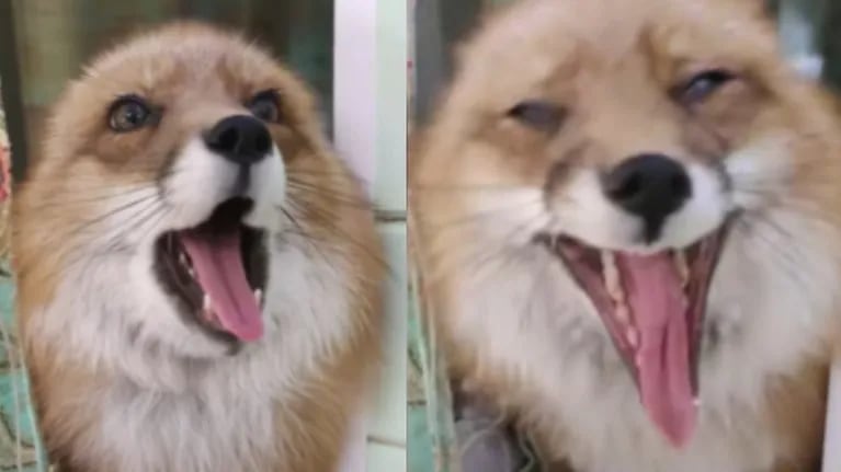 Este zorro rescatado por una mujer en Rusia ha descubierto que le gusta cantar