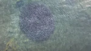 Un dron captura imágenes del extraordinario momento en que cientos de salmones nadan en círculos