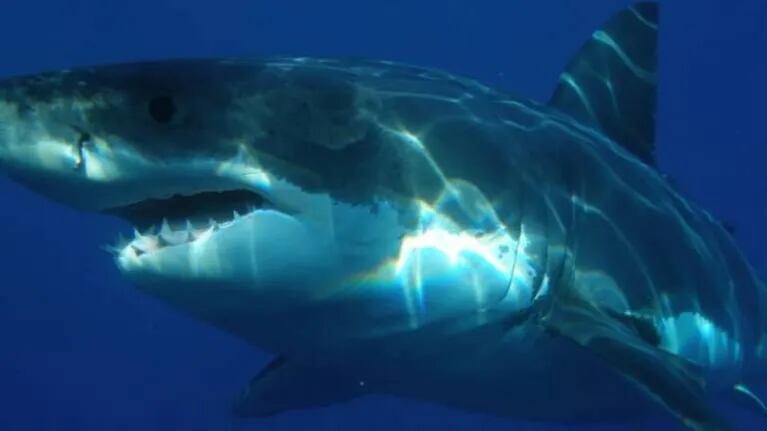 Enorme tiburón blanco aterra a los ocupantes de un bote al morder el motor