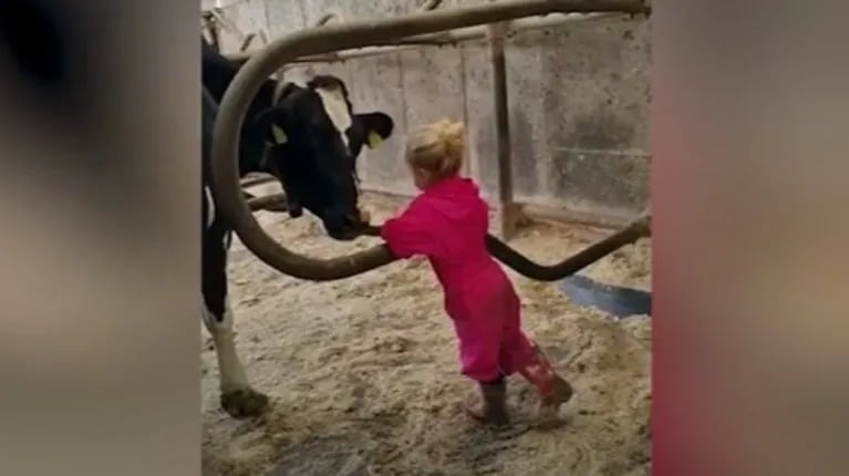 Así cuida de las vacas de su granja esta niña granjera