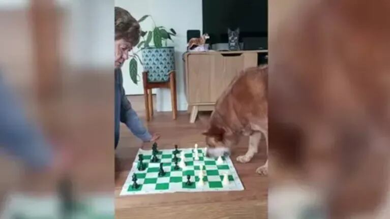 Lo nunca visto: un perro jugando al ajedrez