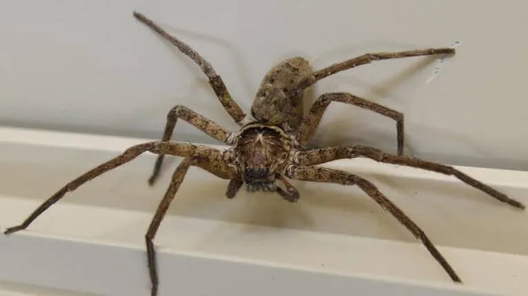 Monstruosa araña aterroriza a una mujer cuando se la encuentra en su baño