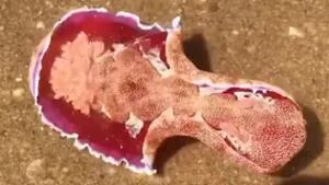 Encuentran un impresionante nudibranquio en la charca de una playa australiana
