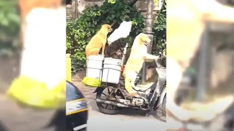 Esta imagen se ha hecho viral: 6 perros subidos a una moto