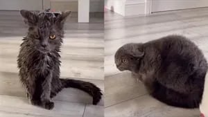 Una mujer decide bañar a su gata y su hermano reacciona a la defensiva al no reconocerla 