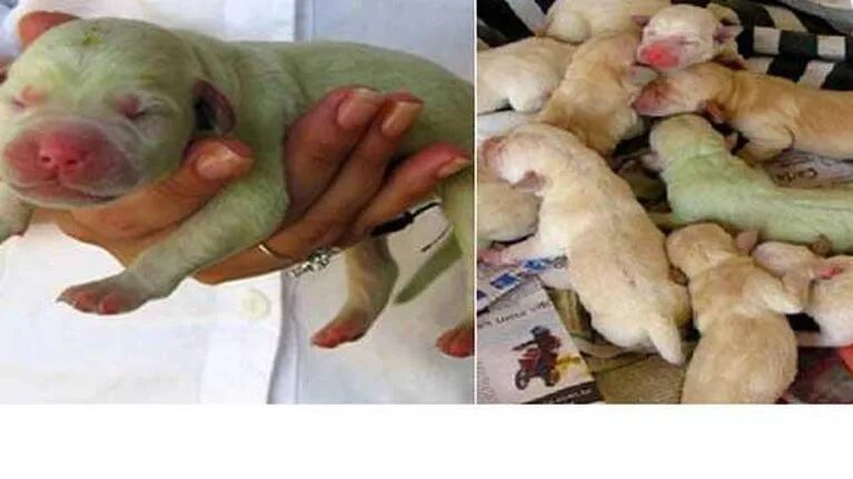 Nació un perro verde en Brasil