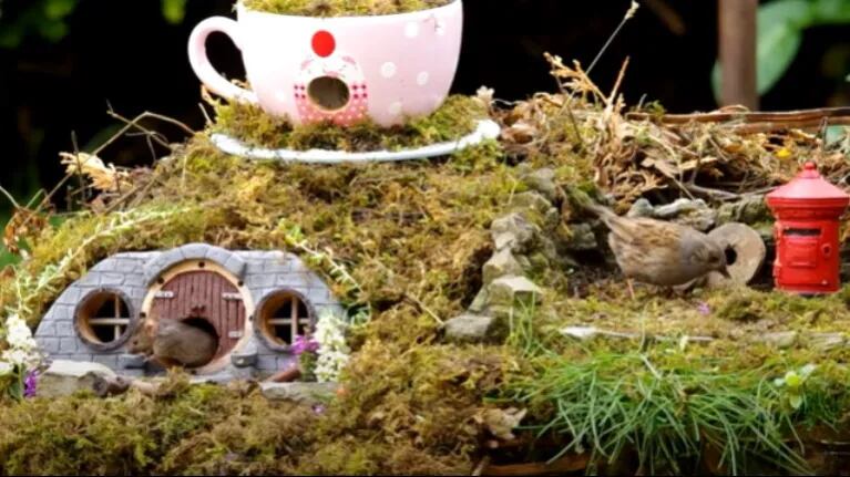 Un fotógrafo descubre una familia de ratones en su jardín y decide construirles una casita de ensueño
