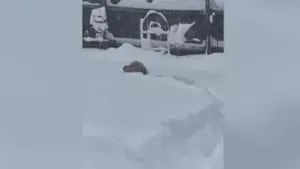 Estos dos perros juegan en la nieve: les llega la nevada hasta la cabeza