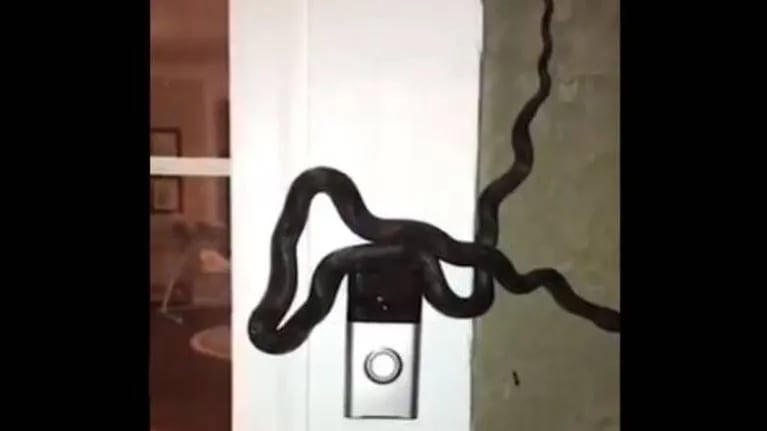 Escucha el timbre de su casa y al salir encuentra una enorme serpiente