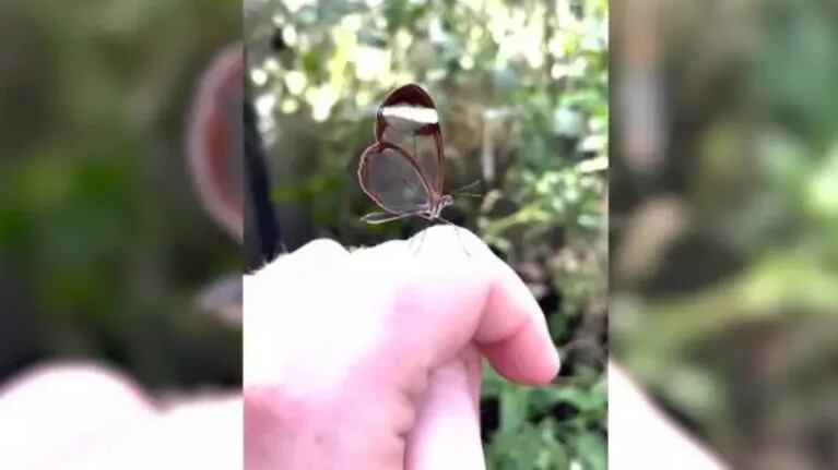 Mira esta increíble mariposa con las alas de cristal, una maravilla de la naturaleza