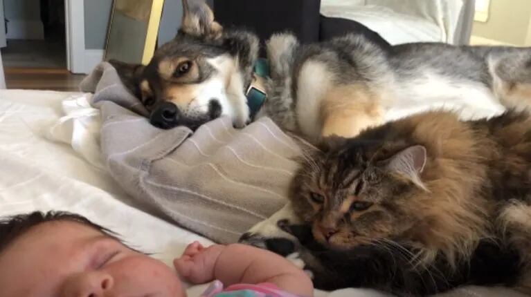 Esta niña crece con un perro y un gato forjando un vínculo muy especial con ellos