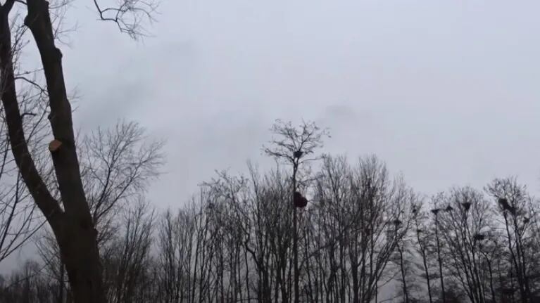 Este oso pardo se sube a un árbol de 18 metros motivado por un nido de pájaro