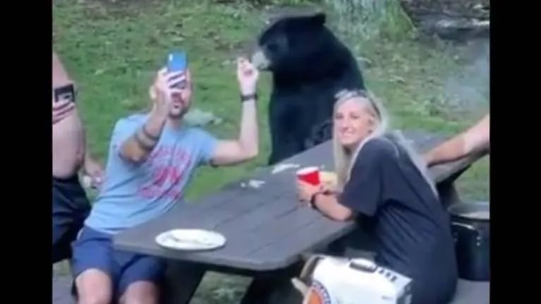 Familia invita a un oso negro “amigable” a su picnic