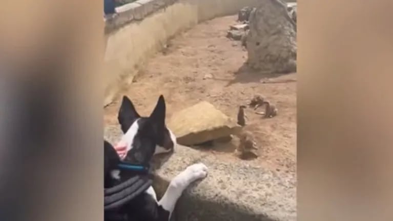 Este cachorro disfrutó de una emocionante excursión en un zoo apto para perros