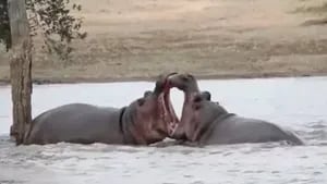 Unos turistas se quedaron atónitos tras presenciar la pelea entre dos hipopótamos en Sudáfrica
