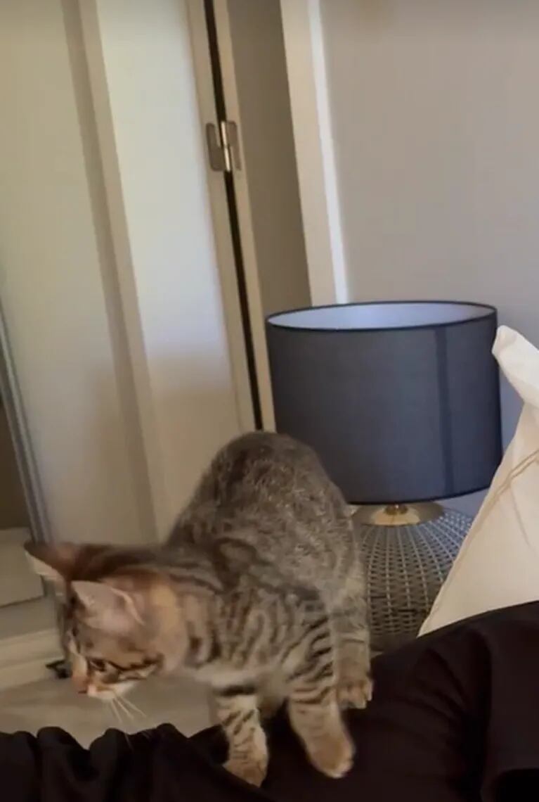 Wanda Nara mostró a la gatita de su hija Francesca sobre la espalda de Mauro Icardi: el dulce video