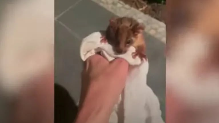 Esta mujer se sorprendió al descubrir que una zarigüeya se aferraba al pecho de su perro después de entrar en casa