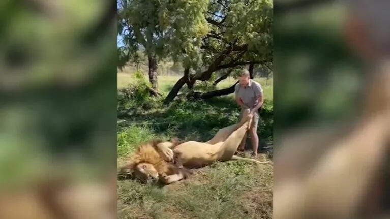 Este cuidador convive y juega con un enorme león