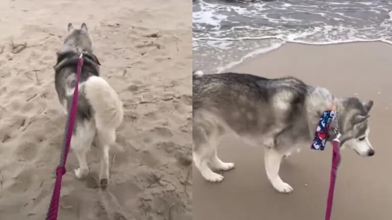 Perro siberiano reacciona de una forma peculiar al ver el mar por primera vez