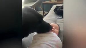 Este perro no se quiso perder el parto de su dueña y la visitó en el hospital