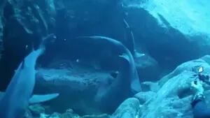 El apareamiento de dos tiburones deja impactados a los submarinistas en Costa Rica