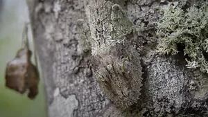 ¿Puedes verlo?: Este reptil es un as del camuflaje en la corteza de los árboles