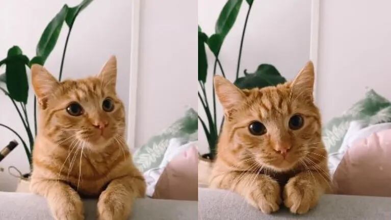Este gato pelirrojo de ojos grandes y redondos consigue lo que quiere de su dueña