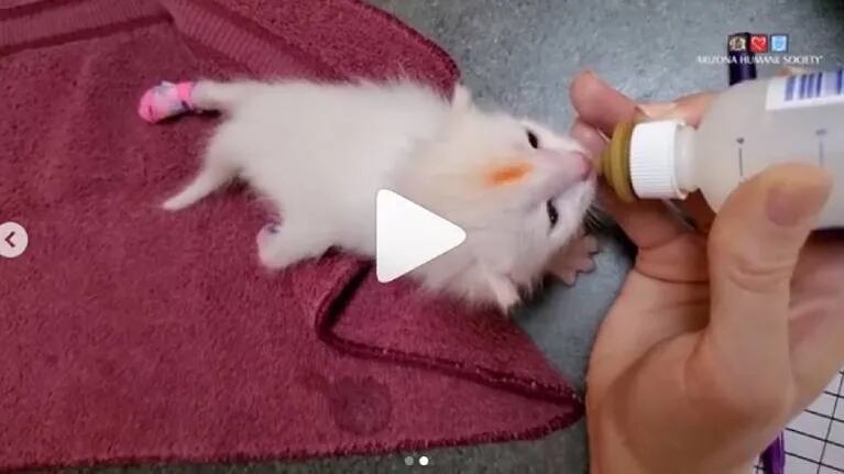 Improvisan tablillas para gatito rescatado que no puede caminar y es un éxito