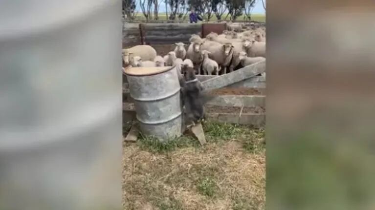 Un bulldog francés provoca el caos en una granja trabajando como ‘perro pastor’