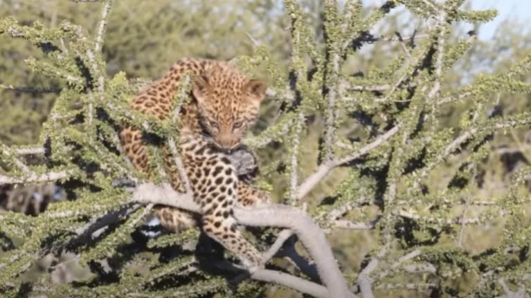 Atrapan a este par de cachorros de leopardo jugando juntos mientras su madre no está presente