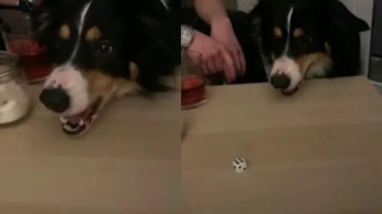 Un inteligente perro sorprende al jugar a juegos de mesa