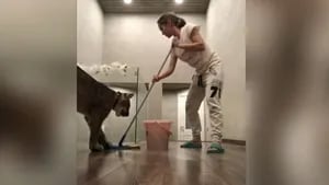Esta mujer tiene un puma de mascota que le ayuda a hacer limpieza