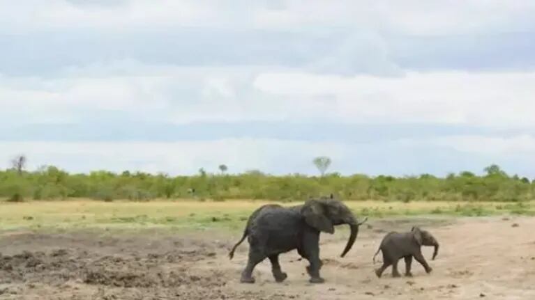Rescatan a una elefante y a su cría