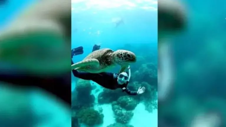 Esta científica marina se reencuentra con su amiga tortuga visitante habitual de sus inmersiones