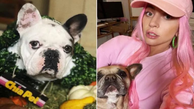 A diez días de recuperar a sus perros, Lady Gaga no paga la recompensa