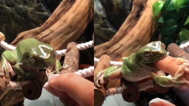 Esta rana de árbol blanca ataca el dedo de su dueña mientas le da de comer